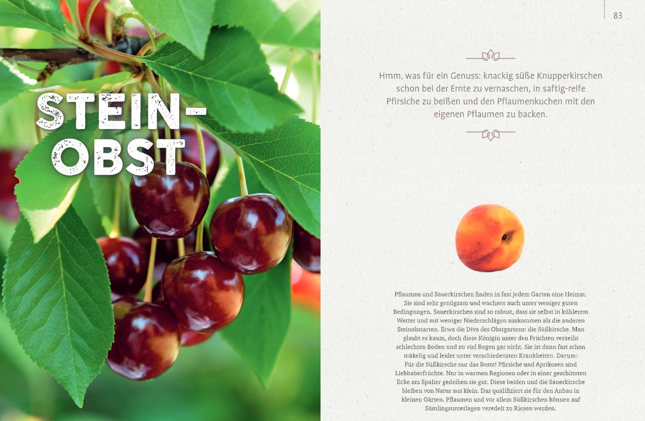 Nahaufnahme von reifen Kirschen im Obstgarten - einfach machen! aus dem Verlag Eugen Ulmer, die an einem Zweig mit grünen Blättern hängen; rechts eine Seite mit einem Aprikosenfoto und Text. Der Titel Steinobst überlagert das Bild der Kirsche.