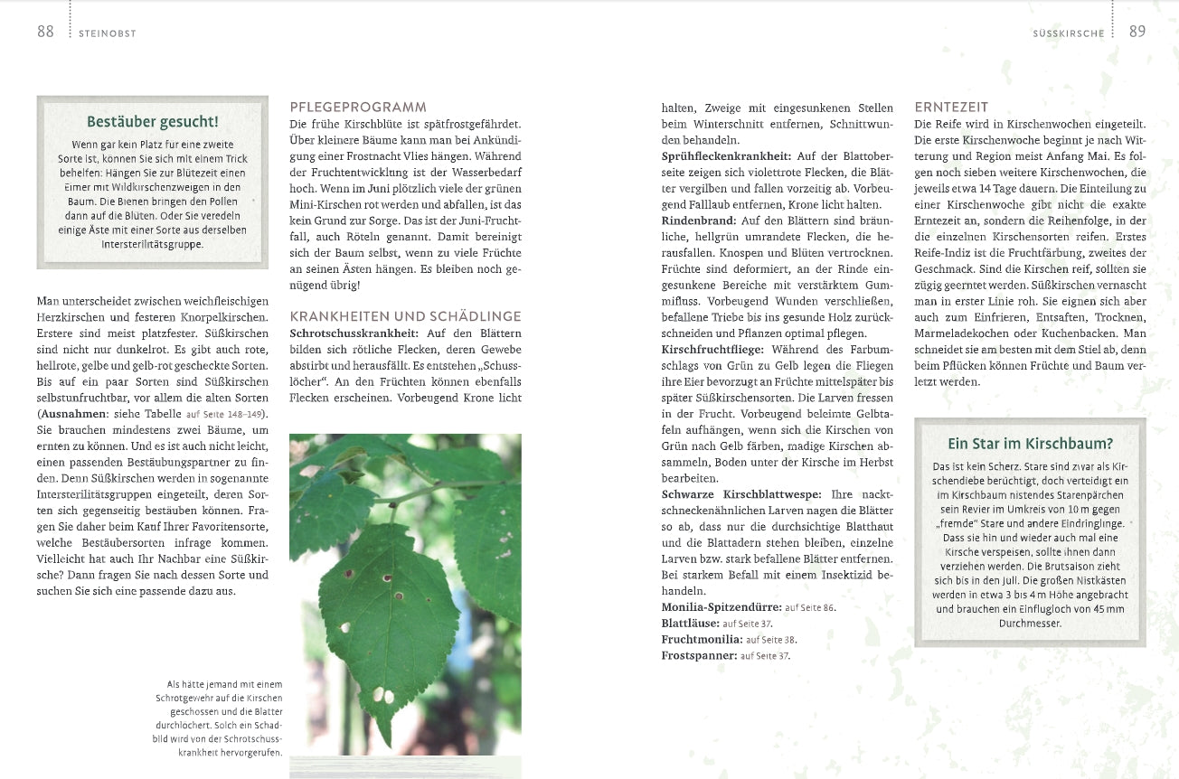 Eine Magazinseite zu Obstgarten - einfach machen! vom Verlag Eugen Ulmer zeigt Textblöcke und ein Foto von grünen Kirschbaumblättern mit Löchern und braunen Flecken. Weiße und grüne Kästen heben wichtige Punkte des Obstanbaus hervor.