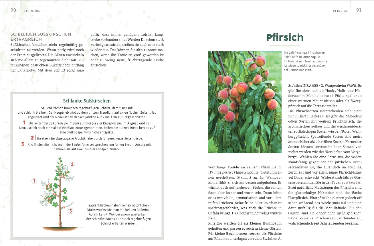 In der Zeitschrift "Obstgarten - einfach machen!" des Verlags Eugen Ulmer finden Sie eine Abbildung eines Pfirsichbaums, reife Pfirsiche und Tipps zu Anbau, Sortenwahl und Ernte der saftigen Früchte für Ihren Garten.