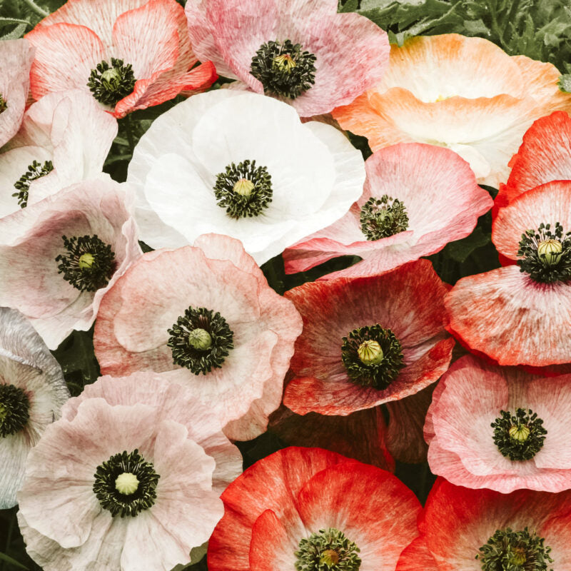 Eine Nahaufnahme von Jora Dahl | Papaver rhoeas 'Mother of Pearl' (Klatschmohn) mit zarten roten, rosa, weißen und orangefarbenen Blüten mit dunklen Staubgefäßen vor üppigem grünen Laub.
