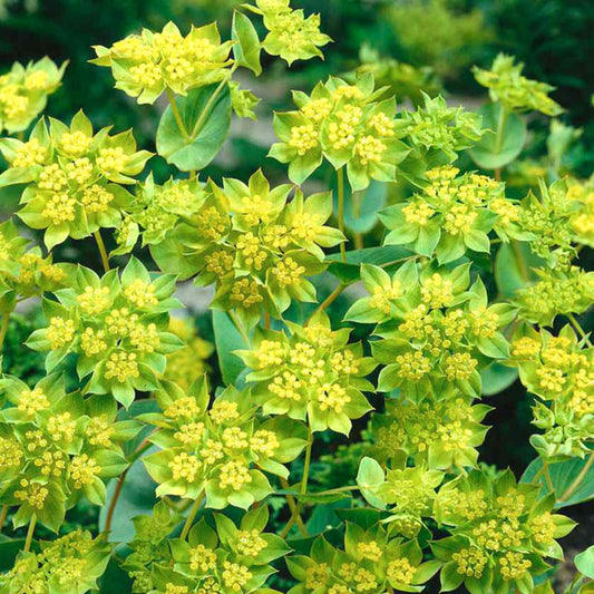 Jora Dahl - Bupleurum rotundifolium 'Griffithii' (Hasenohr) hat dichte Büschel grünlich-gelber, sternförmiger Blüten mit abgerundeten Blättern. Diese einjährige kühle Blume ist eine auffällige Schnittblume für den Garten.