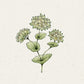 Eine handgezeichnete Illustration von Jora Dahl | Bupleurum rotundifolium 'Griffithii' (Hasenohr) von Jora Dahl zeigt drei Büschel kleiner, blassgelber Blüten und grüner Blätter auf schlanken Stängeln vor einem hellen, strukturierten Hintergrund.