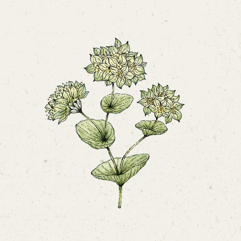 Eine handgezeichnete Illustration von Bupleurum rotundifolium 'Griffithii' (Hasenohr) von Jora Dahl, die eine grüne Blattpflanze mit drei blassgelb-grünen, geschichteten Blüten auf einem hellen, strukturierten Hintergrund zeigt. Eine einjährige Cool Flower.