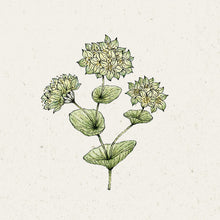 Lade das Bild in den Galerie-Viewer, Jora Dahl - Bupleurum rotundifolium &#39;Griffithii&#39; (Hasenohr)
