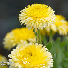 Lade das Bild in den Galerie-Viewer, Thompson &amp; Morgan - Ringelblume &#39;Double Lemon&#39;

