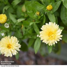 Lade das Bild in den Galerie-Viewer, Thompson &amp; Morgan - Ringelblume &#39;Double Lemon&#39;
