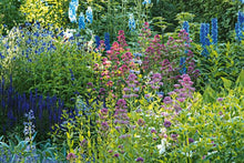 Lade das Bild in den Galerie-Viewer, Stauden im Garten
