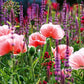 Rosafarbener Mohn und hohe purpurrote Stauden blühen auf einer üppigen Wiese und inspirieren zur Gartengestaltung mit "Stauden im Garten" aus dem Callwey Verlag - ideal für eine farbenfrohe, lebendige Bepflanzung mit prächtigem Laub.