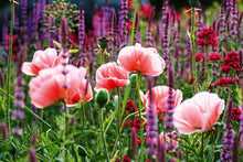 Lade das Bild in den Galerie-Viewer, Stauden im Garten
