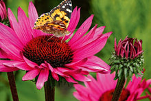 Lade das Bild in den Galerie-Viewer, Stauden im Garten
