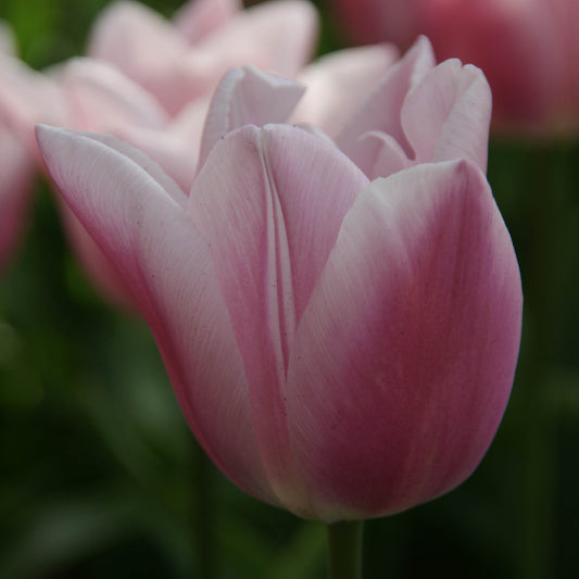 Eine Nahaufnahme der Tulipa Gabriella Triumph-Tulpe von Weijers zeigt zarte elfenbeinfarbene Blütenblätter mit verschwommenem grünen Laub dahinter. Diese elegante Tulpe erreicht eine Höhe von 30-40 cm und strahlt eine zarte Schönheit aus.