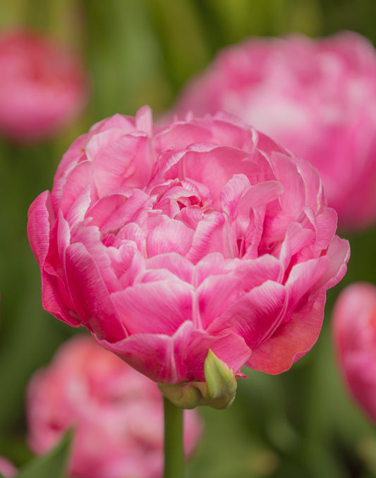 Nahaufnahme der voll aufgeblühten Tulipa 'Amazing Grace' Gefüllte Tulpe von Weijers mit ihren übereinanderliegenden magentafarbenen Blütenblättern. Diese frühe gefüllte Tulpe blüht von April bis Mai vor einem sanft verschwommenen grünen und rosa Hintergrund.