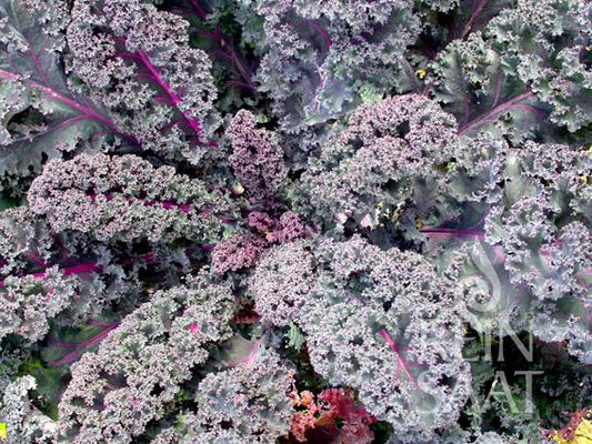Reinsaats Grünkohl 'Rosco' zeichnet sich durch gekräuselte violett-grüne Blätter mit gerüschten Rändern und purpurrosa Adern aus. Das dichte Laub bietet einen süß-aromatischen Geschmack, besonders nach Frost.