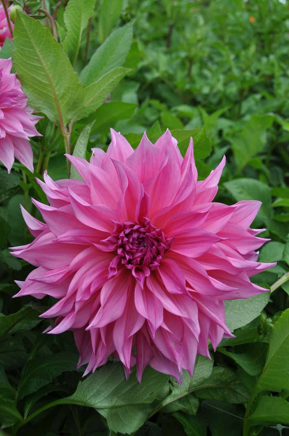 Die Weijers Dahlie 'Café au Lait Rosé' ist eine große, dekorative Dahlie mit leuchtend rosafarbenen, spitzen Blütenblättern in voller Blüte, umgeben von üppig grünem Laub in einem Garten.