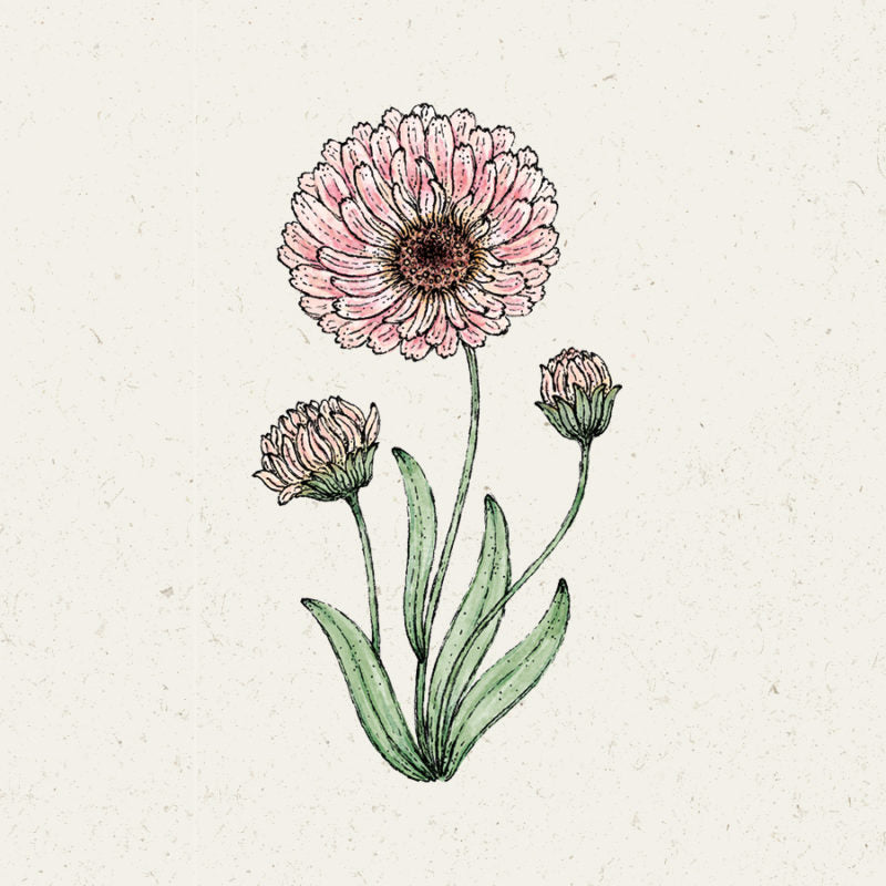 Eine handgezeichnete Illustration von Jora Dahl | Calendula 'Pink surprise' (Ringelblume) mit drei rosafarbenen Blüten und grünen Blättern auf einem strukturierten, cremefarbenen Hintergrund, der den zarten Charme dieser einjährigen Blume hervorhebt. Marke: Jora Dahl.