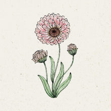 Lade das Bild in den Galerie-Viewer, Jora Dahl - Calendula &#39;Pink surprise&#39; (Ringelblume)
