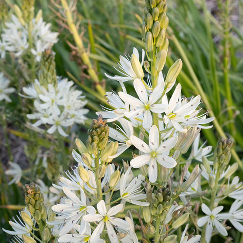 Nahaufnahme von hohen Stängeln der Camassia leichtlinii 'Silk River' von Weijers mit sternförmigen cremeweißen Blütenblättern, grünen Knospen und langen schmalen Blättern in einer natürlichen Umgebung im Freien.