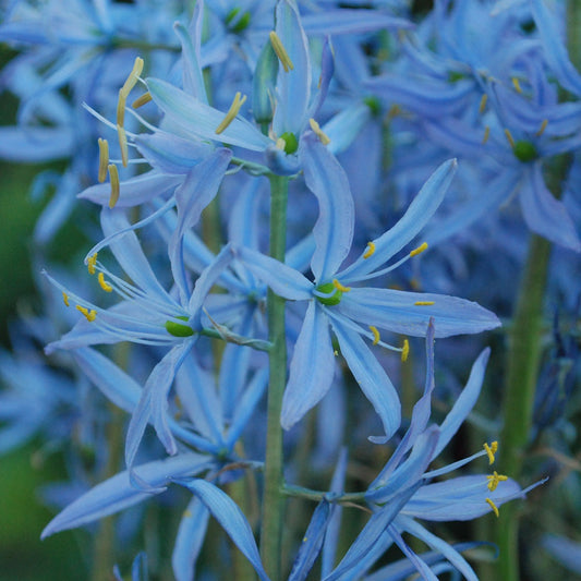 Nahaufnahme von Camassia leicht. Prärielilie 'Blue Heaven' von Weijers mit leuchtend blauen, sternförmigen Blüten mit gelben Staubgefäßen, die sich dicht aneinander gereiht vor einem grünen Hintergrund befinden. Blütezeit: Mai-Juni.