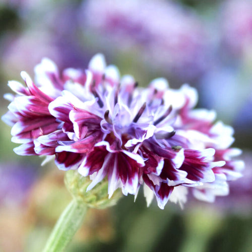 Eine Nahaufnahme von Jora Dahl – Centaurea „Classic Magic“ (Kornblume) in voller Blüte mit gerüschten weißen, violetten und tiefmagentafarbenen Blütenblättern vor einem leicht verschwommenen grünen und violetten Hintergrund.