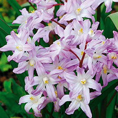 Eine Traube von rosa Chionodoxa for. 'Pink Giant' von Weijers blüht mit sternförmigen Blüten und gelben Zentren, umgeben von grünen Blättern im Garten. Ihre Blütezeit ist von März bis April.