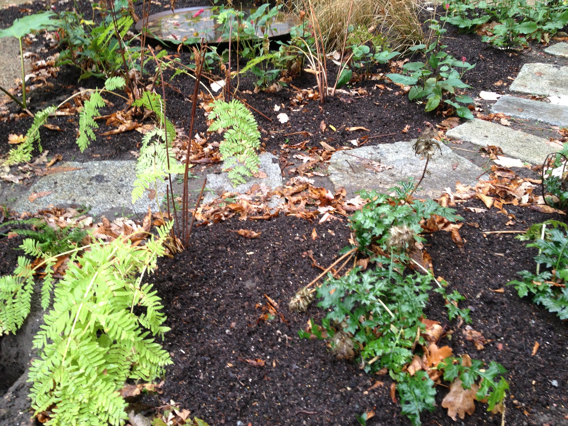 Ein Gartenbeet mit reicher Erde, Blättern und Farnen neben einem Steinweg - ein idealer Ort für Thea Carlins "Di. 24.03.2026 10.00-11.30 WORKSHOP Kompost: Das wahre Gold des Gärtners".