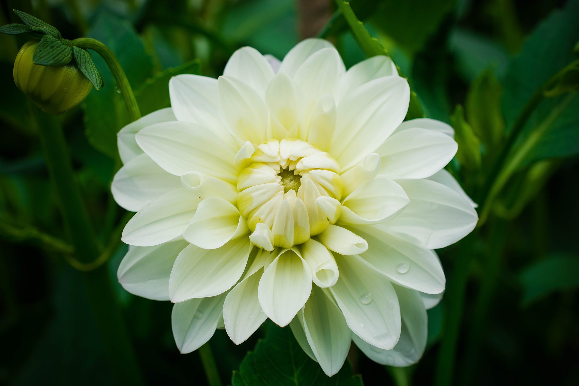 Eine Nahaufnahme der blühenden Weijers Dahlia 'Creme Corner' Dekorative Dahlie zeigt zartgelbe Zentren und grüne Blätter, mit glitzernden Wassertropfen auf den Blütenblättern, die ihre Schönheit als atemberaubende Schnittblume hervorheben.