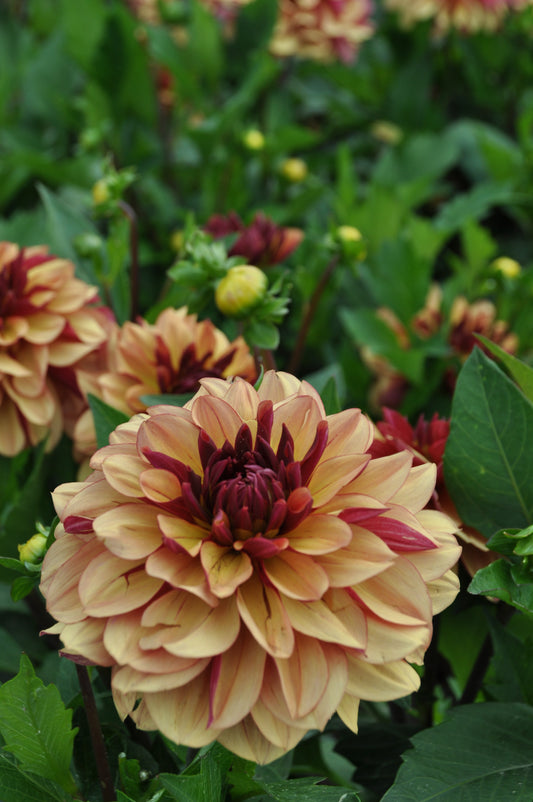 Eine Nahaufnahme von Weijers Dahlia 'Creme de Cognac' Dekorative Dahlie mit roten dekorativen Dahlien, grünen Blättern und ungeöffneten Knospen in einem Garten - ein perfekter Rahmen für die Präsentation dieser hervorragenden Schnittblumen.