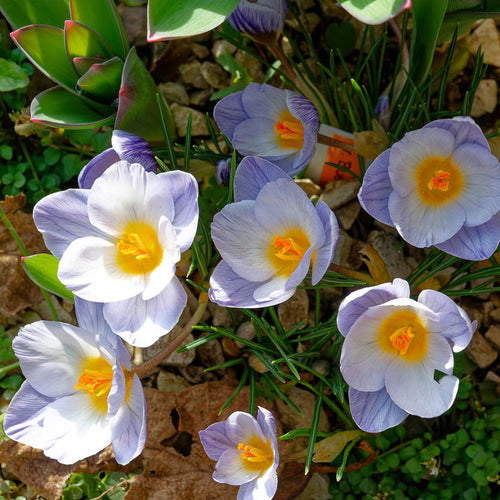 Crocus chrys. Blue Marlin' von Weijers zeigt hellviolette, hellblaue und weiße Blüten mit gelben Zentren zwischen grünen Blättern und Steinen in einem sonnenbeschienenen Frühlingsgarten, lebendig während der Blütezeit im März.