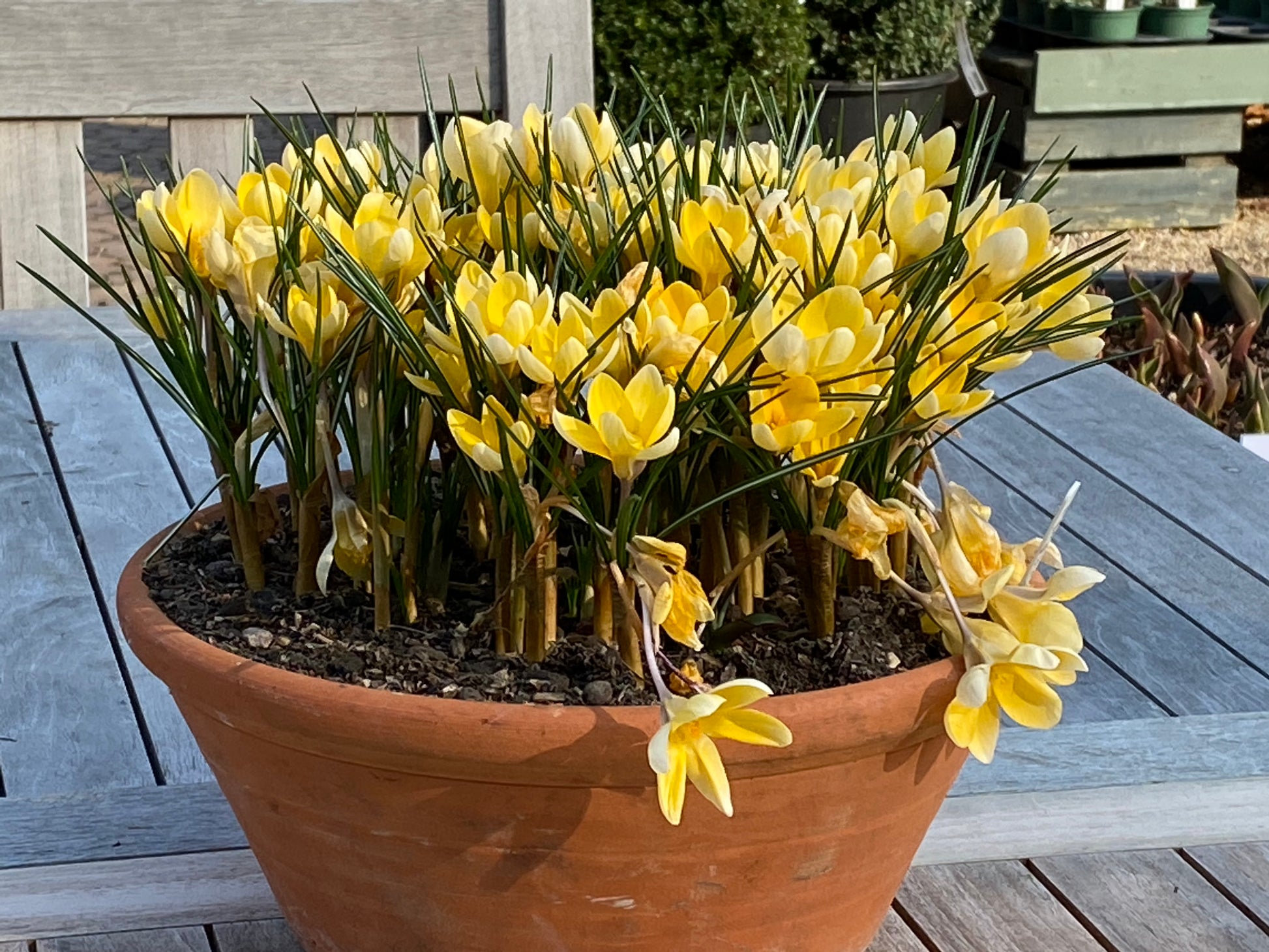 Ein Terrakotta-Topf mit blühenden gelben Krokussen und grünen Blättern, mal aufrecht, mal hängend, versprüht den Charme einer Gartenschule - genau wie die "Mi. 18.03.2026 | 16.00-17.00 ABENDLICHTFÜHRUNG Die frühen Gartenschätze.