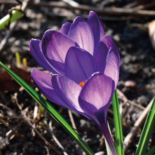 Eine Nahaufnahme eines Crocus tomm. 'Barr's Purple' Krokus von Weijers in voller Blüte, mit orangefarbenen Staubgefäßen inmitten grüner Blätter und einem unscharfen Hintergrund. Blüht im Februar-März; ideal für die Einbürgerung in Gärten.