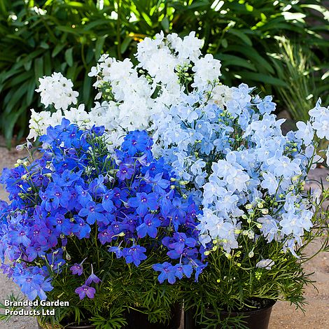 Drei Töpfe des Rittersporns 'Hunky Dory Mix' F1 von Thompson&Morgan mit tiefblauen, hellblauen und weißen Blüten sind im Freien zwischen grünem Laub und anderen Gartenpflanzen zu sehen.