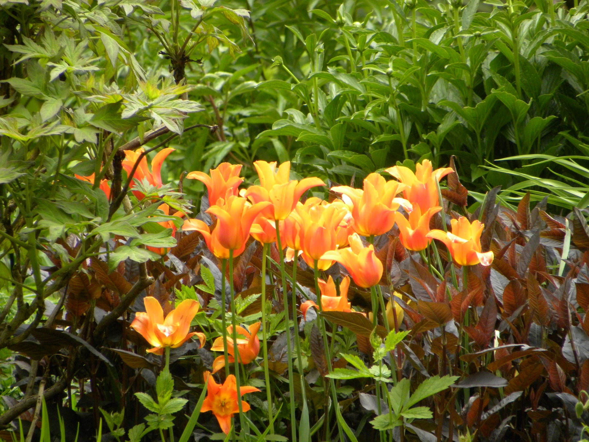 Leuchtend orangefarbene Tulpen inmitten von üppigem Grün inspirieren zum Frühlingsgärtnern - besuchen Sie den GARTENTALK "Gedanken zum Gärtnern im Frühling" am Sa. 14.03.2026, 11-12:30 Uhr mit Dr. Isabelle Van Groeningen in der Königlichen Gartenakademie.