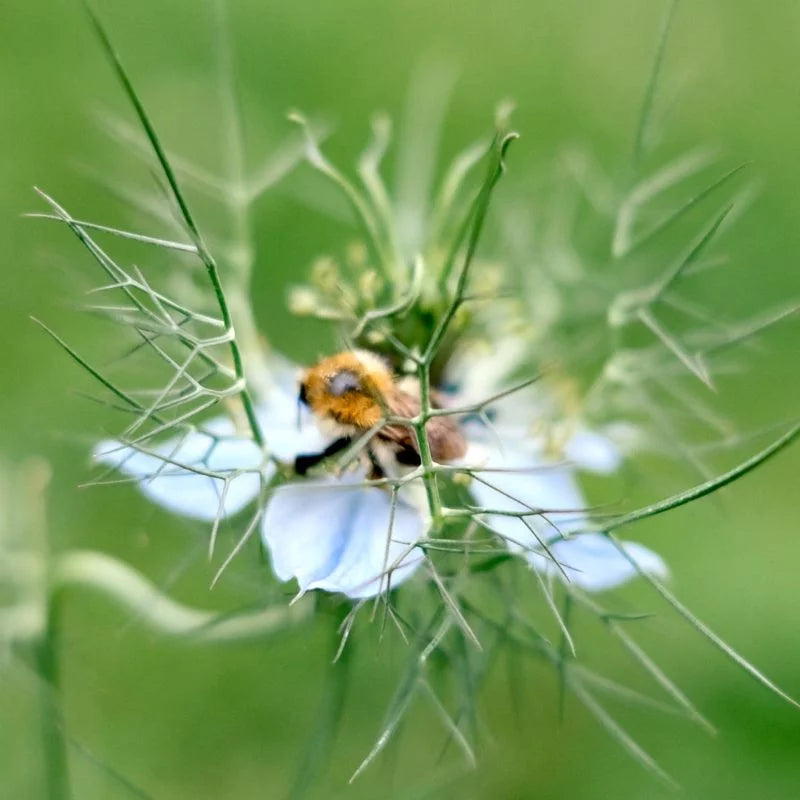 Eine Biene sammelt Pollen auf einer weißen Blüte von Nigella damascena 'Miss Jekyll' (Jungfer im Grünen) von Jora Dahl, deren zartgrüne Blätter vor einem zartgrünen Hintergrund hervorgehoben werden - eine Naturschönheit für Schnittblumenliebhaber.