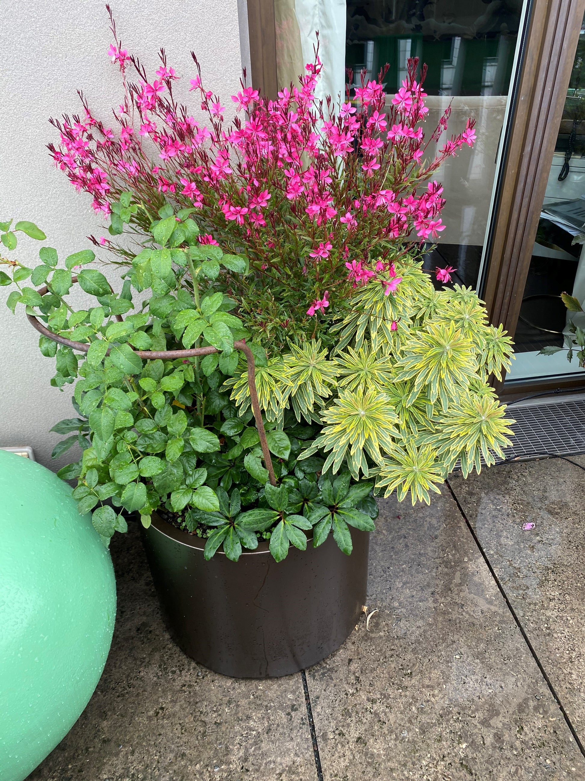 Ein dunkelbrauner Topf von Astrid Torrens hält grüne Blätter und hohe Stängel mit rosa Blüten - eine ideale Dachterrassen- und Balkonbepflanzung, wie sie im HALBTAGESKURS am Di. 10.03.2026, auf einer feuchten Terrasse an einer Mauer und Glastür steht.