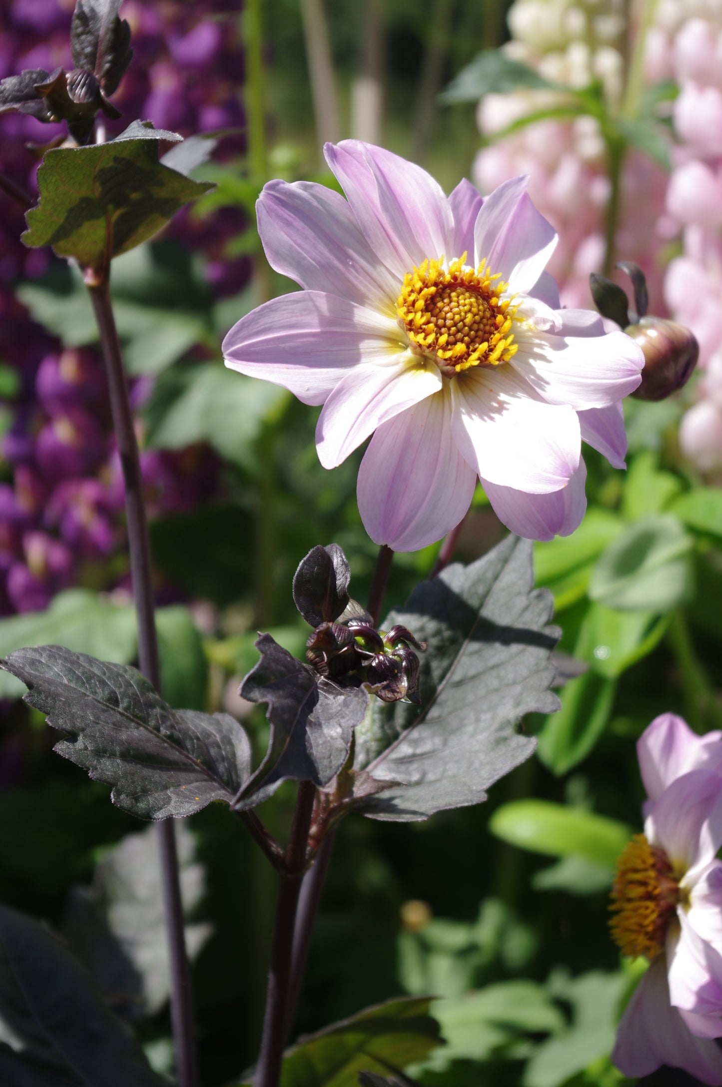 Die Dahlie 'Bishop of Dover' Päonienblütige Dahlie von Weijers zeigt hellviolette Blütenblätter und eine gelbe Mitte zwischen dunkelgrünen Blättern und bietet eine bienenfreundliche Blüte, die Bestäuber in Ihrem Garten anlockt.