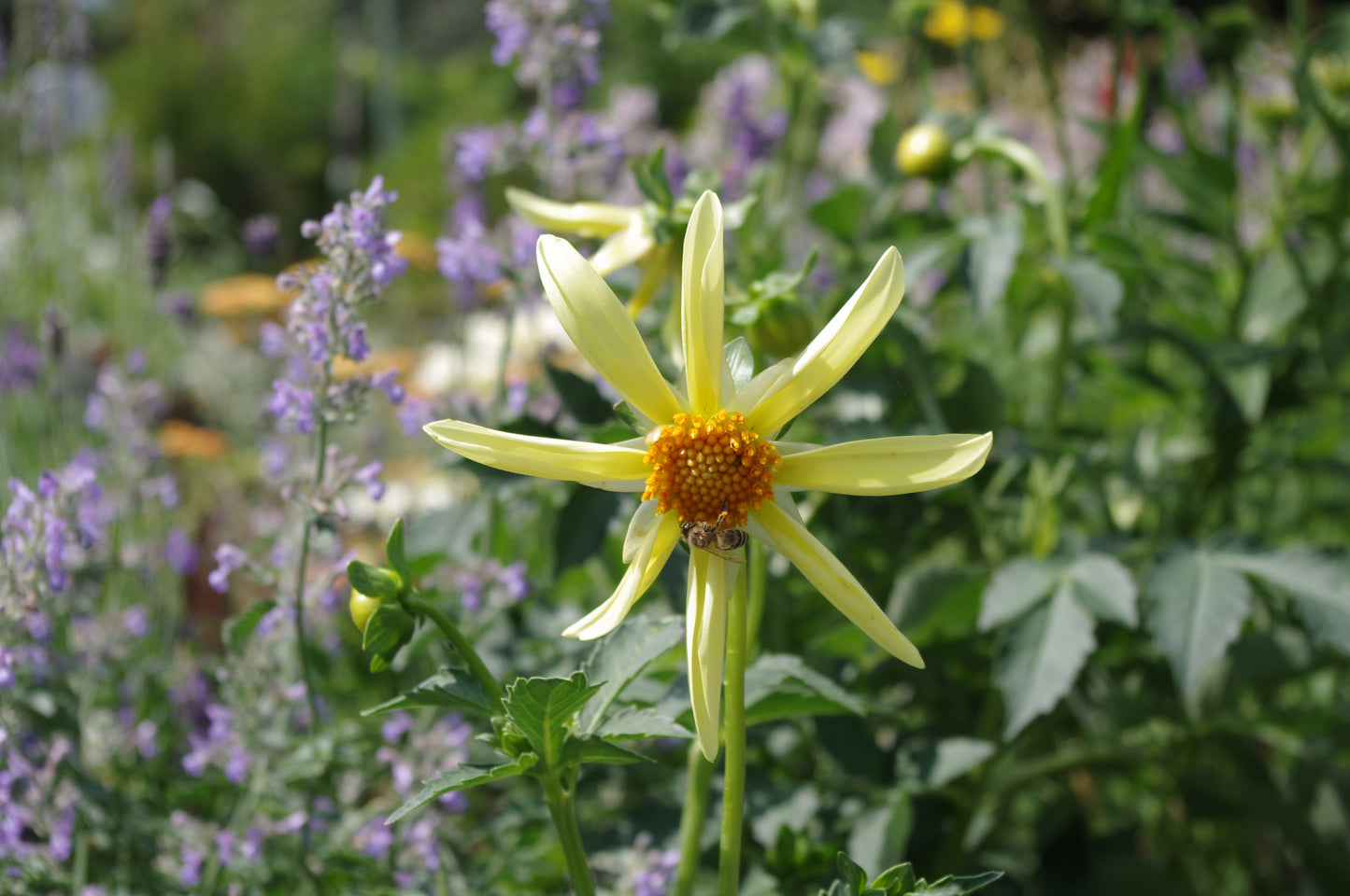 Eine Biene sammelt Nektar aus der leuchtenden Mitte einer gelben Sterndahlie-Dahlie 'Honka' von Weijers, die sternförmig zwischen grünen Blättern und violetten Blüten in einem Garten blüht.