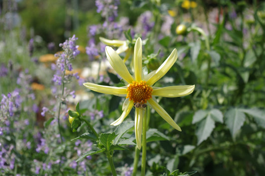 Eine Biene sammelt Nektar aus der leuchtenden Mitte einer gelben Sterndahlie-Dahlie 'Honka' von Weijers, die sternförmig zwischen grünen Blättern und violetten Blüten in einem Garten blüht.