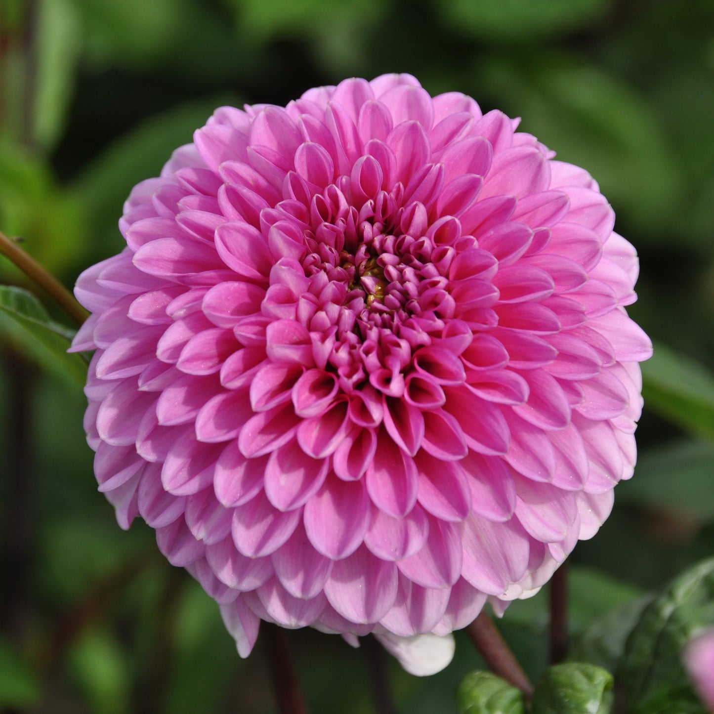 Eine Nahaufnahme von Weijers Dahlia 'Veerle' Ball Dahlie in leuchtendem Pink, die ihre geschichteten Blütenblätter als auffällige Schnittblume vor einem sanft verschwommenen grünen Hintergrund zeigt.