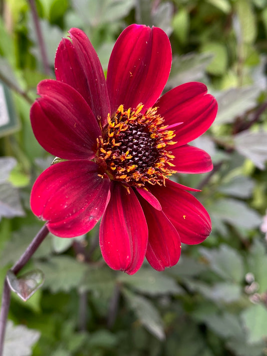 Die Nahaufnahme einer Dahlia 'Bishop of Auckland' Päonienblütige Dahlie von Weijers zeigt eine schwarzrote Blüte mit dunkler Mitte und gelben Staubgefäßen vor einem verschwommenen grünen Laubhintergrund.