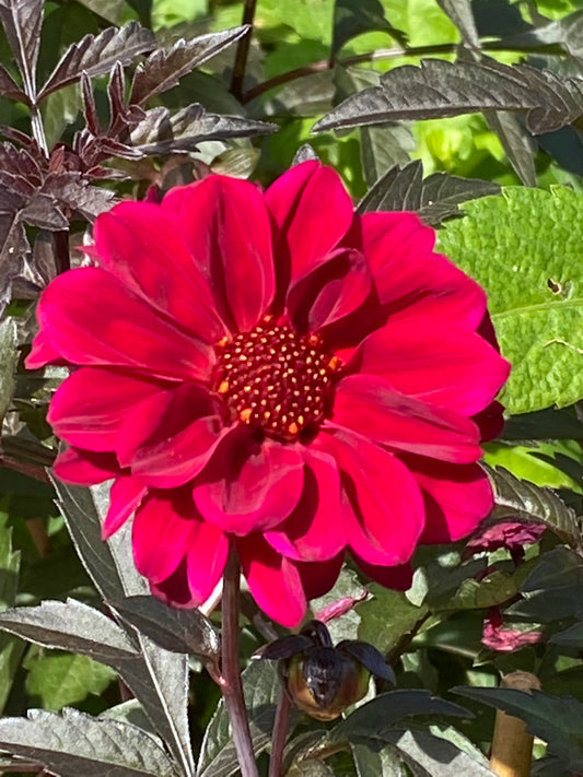 Die Weijers Dahlia 'Bishop of Canterbury' Päonienblütige Dahlie blüht mit vielen roten Blütenblättern und gelb-orangen Staubgefäßen im Sonnenlicht zwischen grünem, dunklem Laub - eine echte bienenfreundliche Blume.