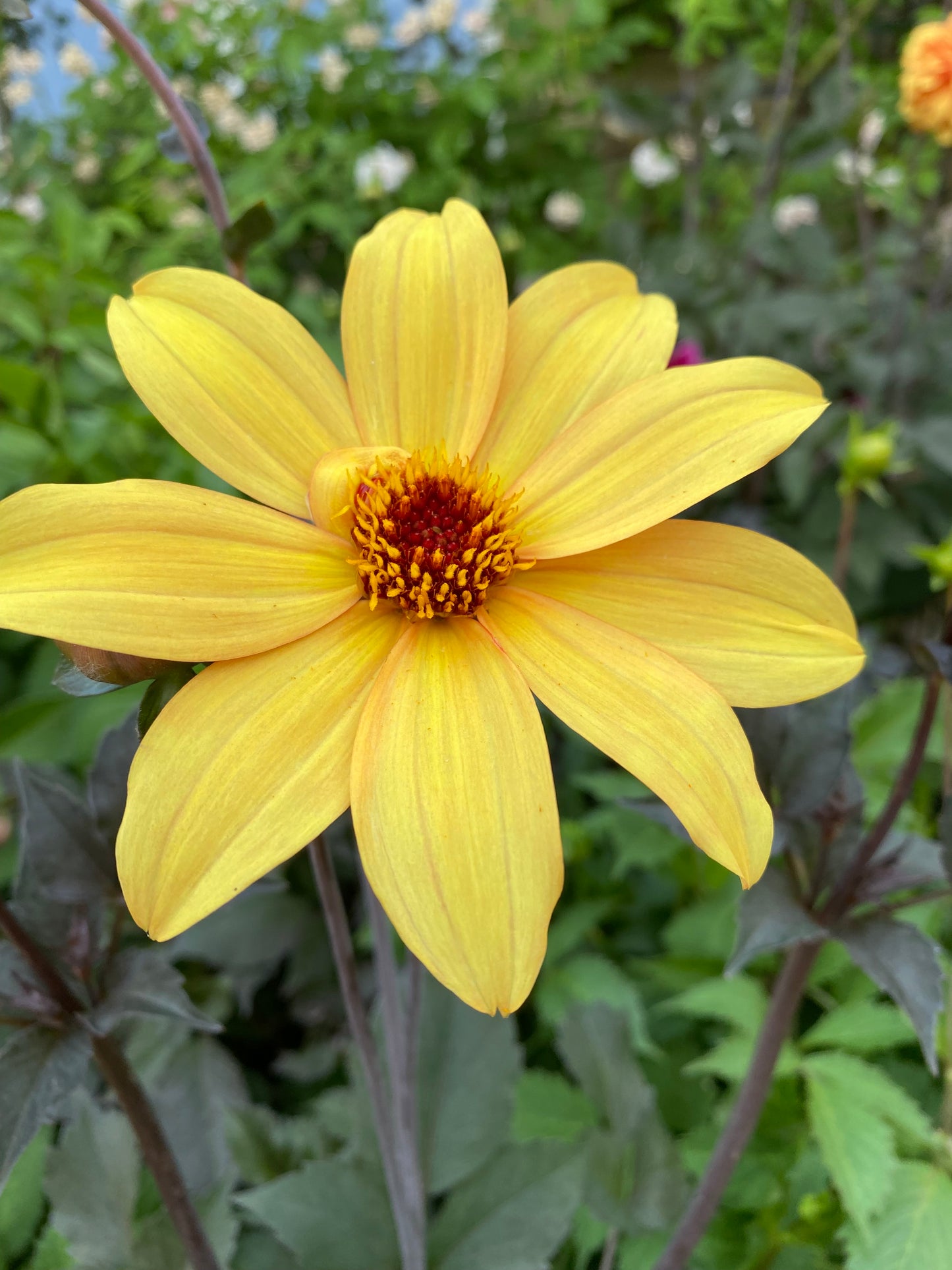 Eine Nahaufnahme einer einzelnen gelben Weijers Dahlie 'Bishop of York' Päonienblütige Dahlie mit einer dunkelorangenen Mitte, umgeben von grünen Blättern und verschwommenem Laub - eine schöne bienenfreundliche Blume.