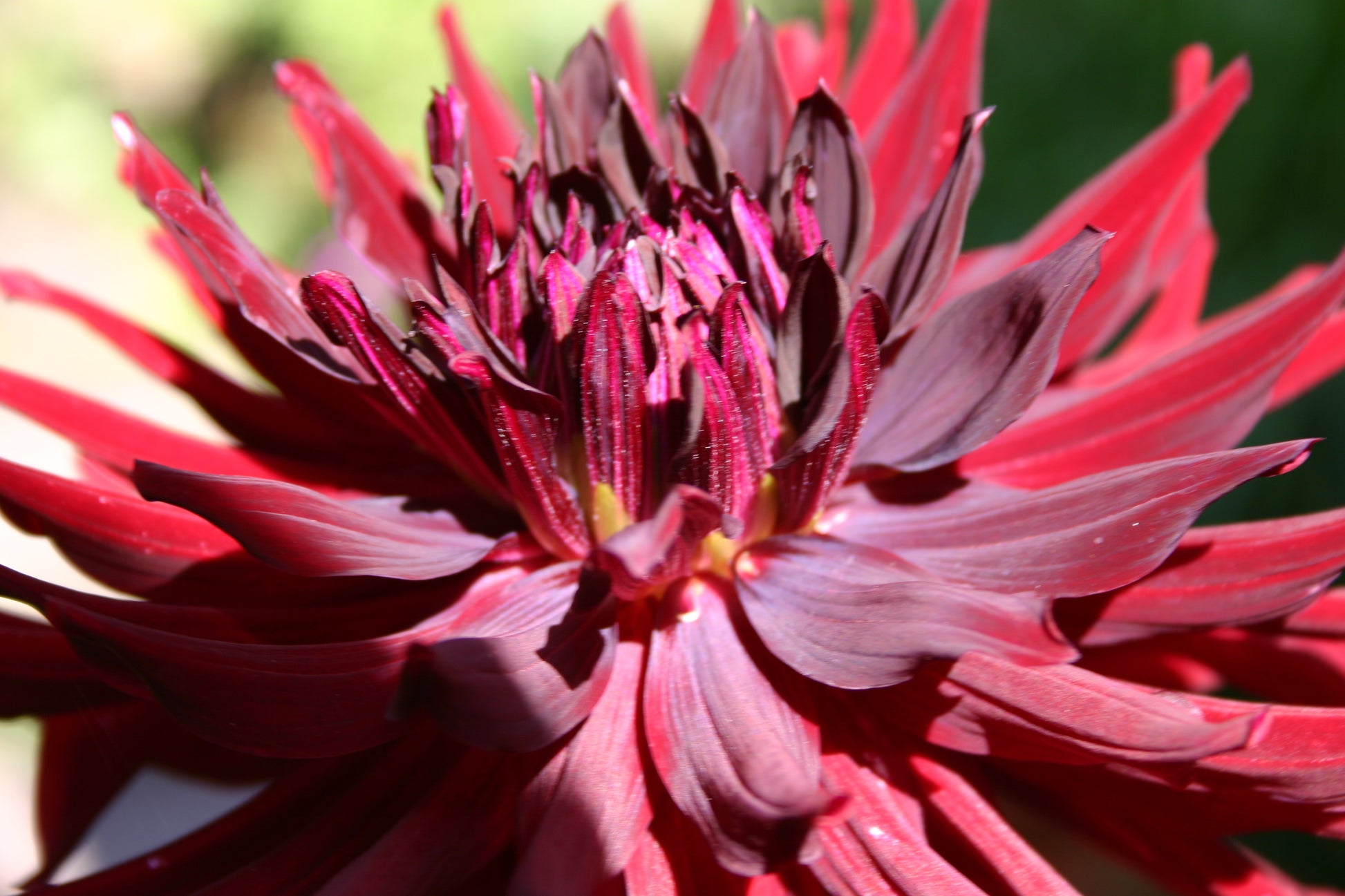Nahaufnahme einer Dahlie 'Chat Noir' Semi-Kaktus Dahlie von Weijers mit spitzen schwarzroten Blütenblättern und einer dunklen Mitte. Das Sonnenlicht hebt ihre lebendige Textur vor einem verschwommenen grünen Hintergrund hervor.