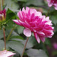 Eine Nahaufnahme der Weijers Dahlia 'Creme de Cassis' Dekorative Dahlie zeigt ihre rosa und weißen Blütenblätter, leuchtend grüne Blätter und einige Knospen - ideal als Schnittblume.
