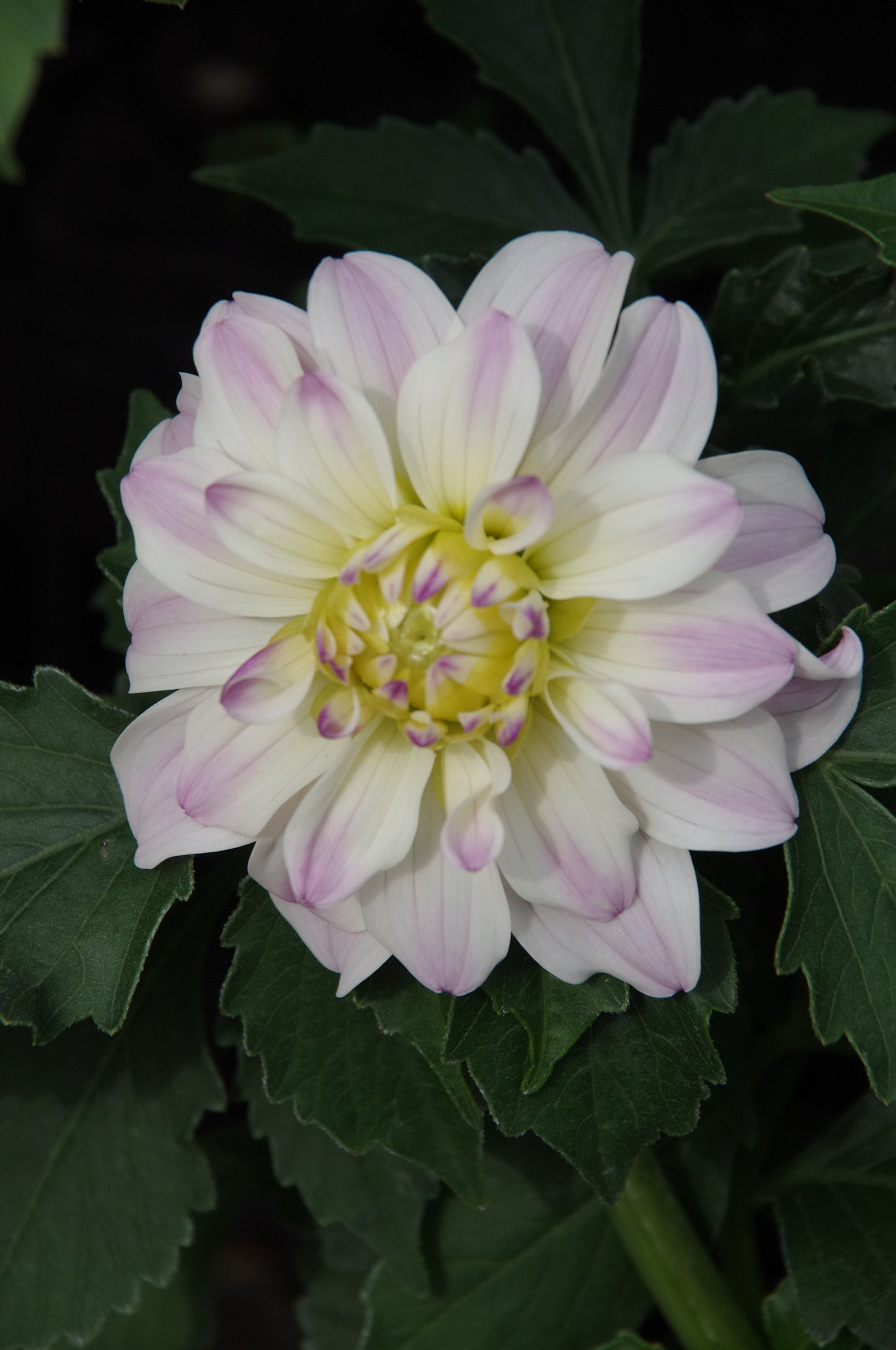 Eine Nahaufnahme der Dahlia 'Gallery Monet' Dekorative Dahlie von Weijers, mit weißen Blütenblättern mit blassrosa Tönen und einer gelben Mitte, umgeben von grünen Blättern. Ideale Kübelpflanze für Terrassen oder Gärten.