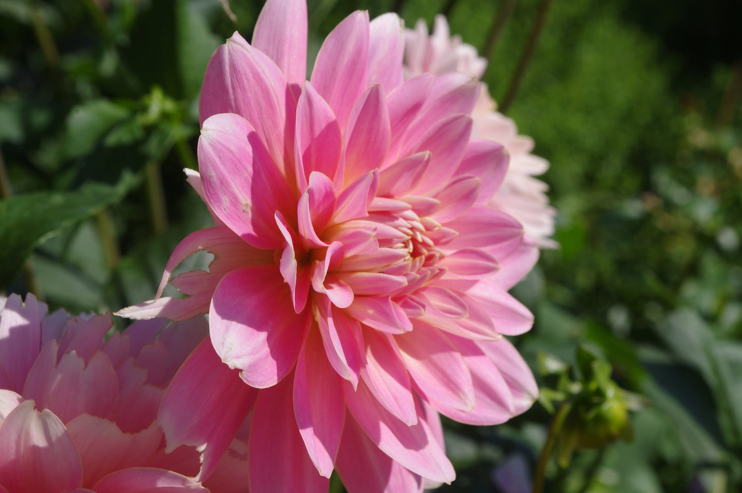 Nahaufnahme einer leuchtend pink-orangefarbenen Blüte von Weijers Dahlia 'Gerrie Hoeck' Seerosen Dahlie in voller Blüte, mit mehrschichtigen Blütenblättern und zart verschwommenen grünen Blättern - eine ideale Schnittblume, die jeden Raum erhellt.