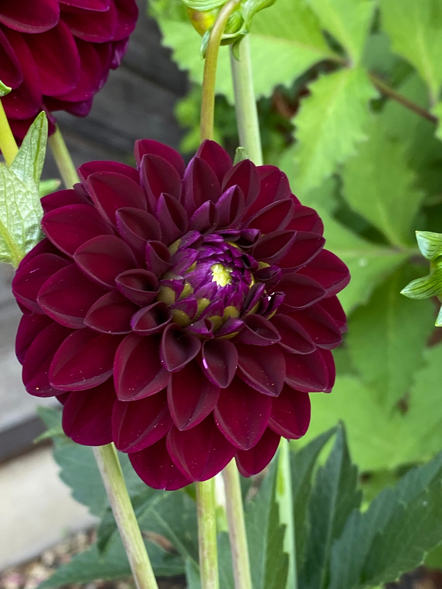 Eine Nahaufnahme einer Dahlie 'Gipsy Night' Ball Dahlie von Weijers, mit dicht geschichteten dunkelroten Blütenblättern, die von grünen Blättern und Stielen umrahmt werden - eine wunderschöne Schnittblume für Blumenarrangements.