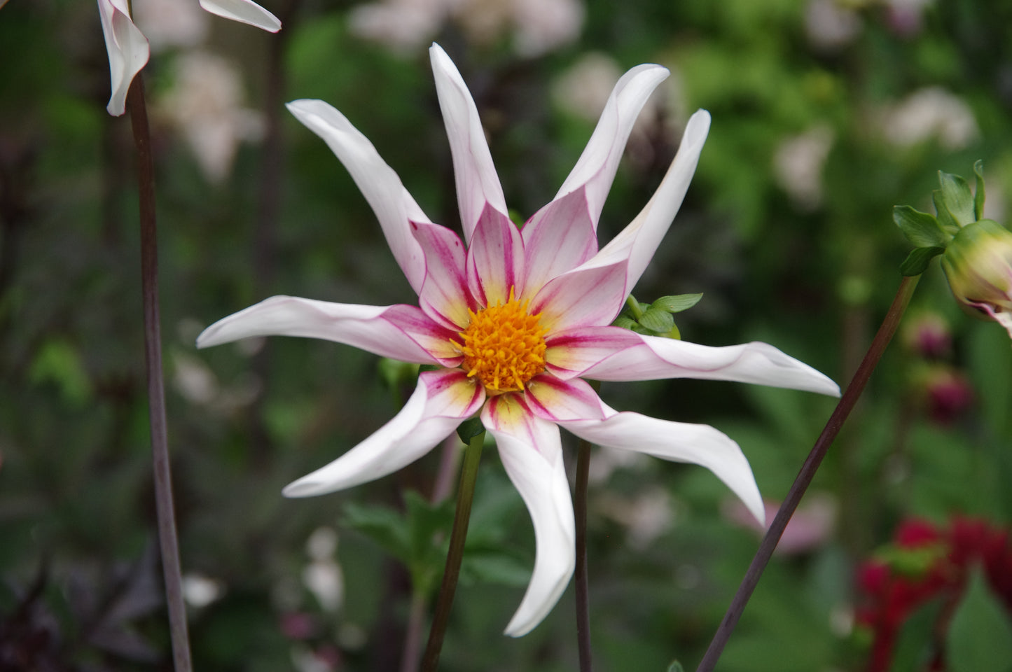 Eine Nahaufnahme der Weijers Dahlia 'Honka Fragile' Sterndahlie zeigt ihre sternförmige, bienenfreundliche Blüte mit langen, schmalen weißen Blütenblättern, die rosa umrandet sind, und einer gelben Mitte vor dem Hintergrund eines verschwommenen grünen Staudenbeets.