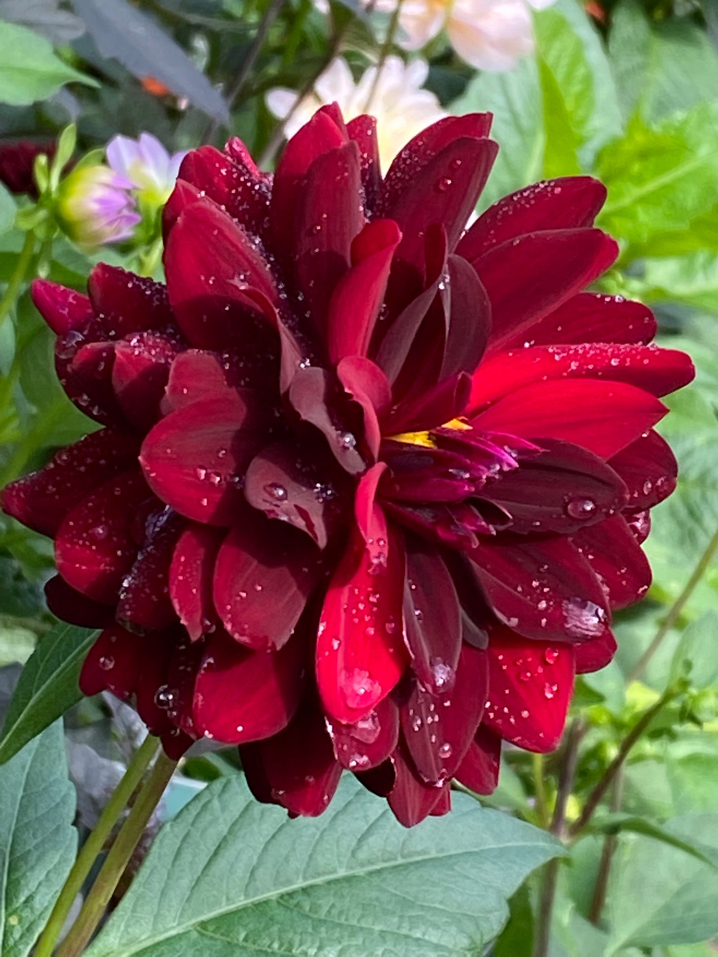 Die Dahlie 'La Recoleta' Dekorative Dahlie von Weijers blüht tiefrot und glitzert mit Wassertropfen zwischen grünen Blättern - eine atemberaubende Schwarzrote Schnittblume, die jeden Garten aufwertet.