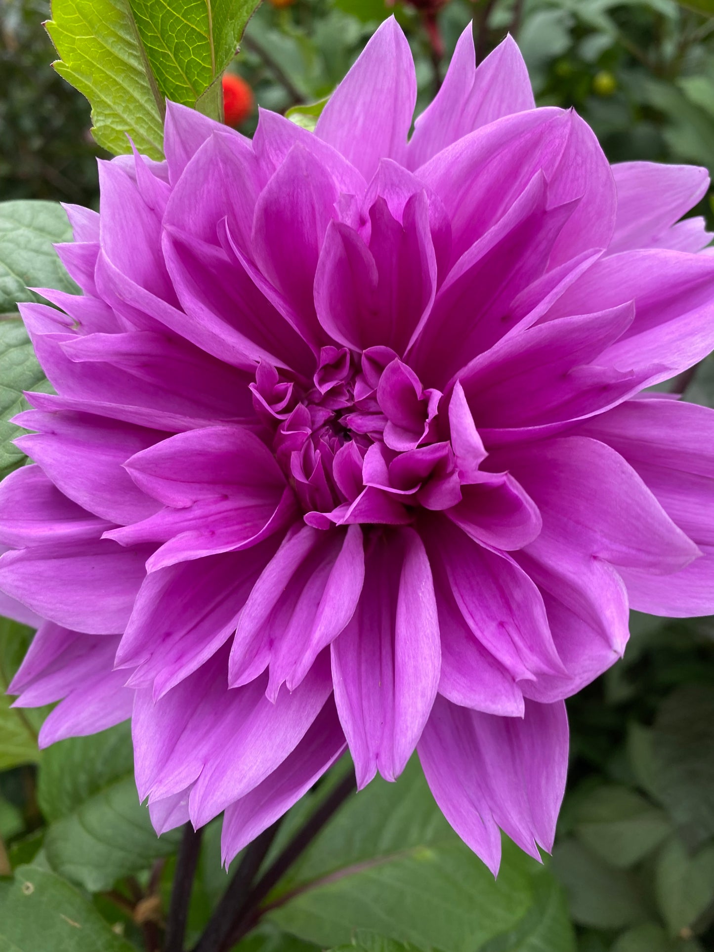 Eine Nahaufnahme der Weijers Dahlia 'Lilac Time' Dekorative Dahlie in voller Blüte, die ihre leuchtend lilafarbenen Blüten und das üppige grüne Laub im Hintergrund hervorhebt.