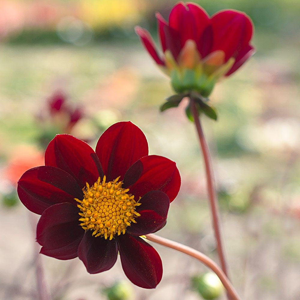 Eine Nahaufnahme von zwei tiefroten Weijers Dahlia 'Mexican Star' Einfache Dahlie-Blüten mit gelber Mitte, eine scharf im Vordergrund und die andere unscharf dahinter - ein perfektes insektenfreundliches Highlight für jeden Garten.